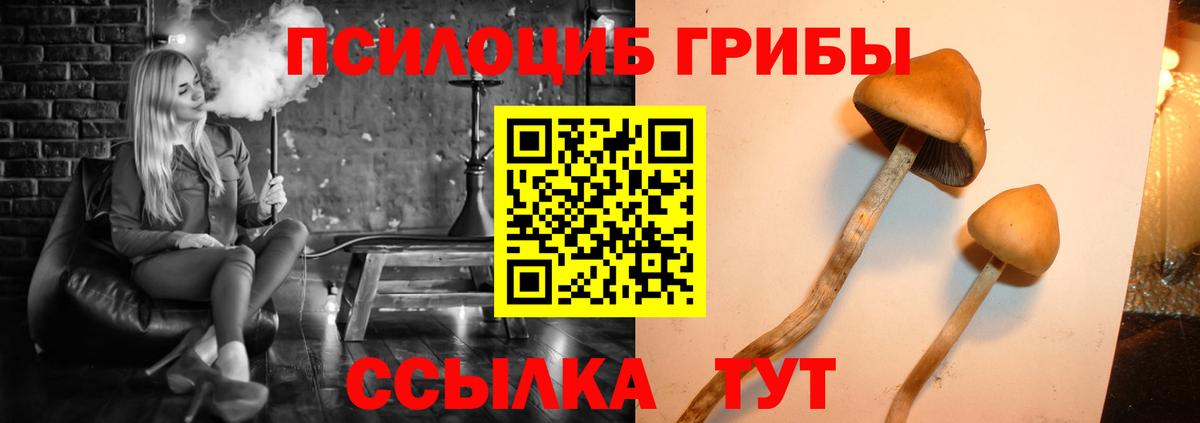 Галлюциногенные грибы Psilocybe Клинцы